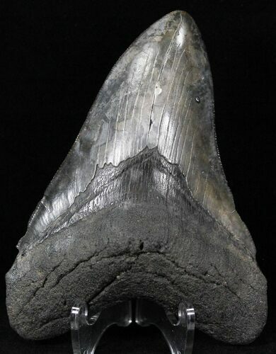 Serrated Megalodon Tooth - South Carolina #29090